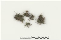 藏品(簑苔屬)的圖片